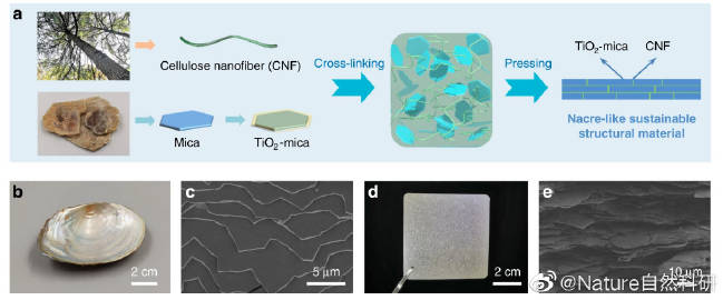 生產(chǎn)高強度的生物基材料替代塑料本周. 來自NaturePortfolio - 微博