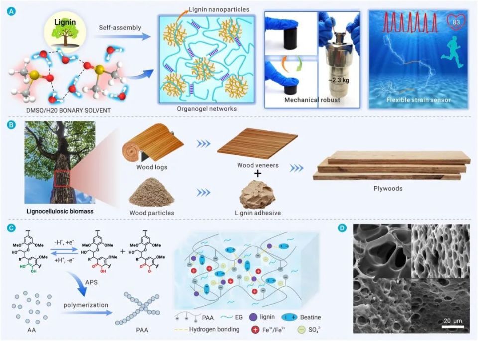the innovation materials | 源自木質素的生物基高分子材料